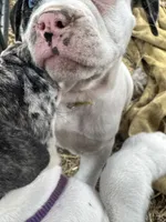 Dime-Wag Darrell, a male English Bulldog and American Bulldog for sale in Longmont, CO – 8 of 9