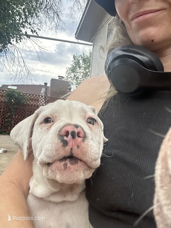 Iggy Pup – English Bulldog, American Bulldog puppy for sale in Boulder, CO
