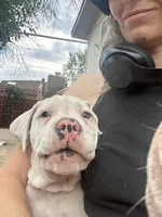 Iggy Pup, a male English Bulldog and American Bulldog for sale in Boulder, CO – 1 of 10