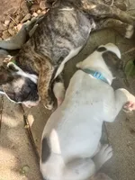 L L Drool J, a male English Bulldog and American Bulldog for sale in Boulder, CO – 3 of 6