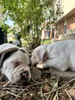 L L Drool J, a male English Bulldog and American Bulldog for sale in Boulder, CO – 4 of 6