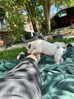 Dime-Wag Darrell, a male English Bulldog for sale in Longmont, CO – 6 of 7