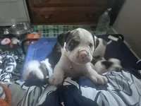 Dime-Wag Darrell, a male English Bulldog for sale in Longmont, CO – 2 of 7