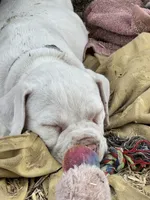 Iggy Pup, a male English Bulldog and American Bulldog for sale in Boulder, CO – 8 of 9