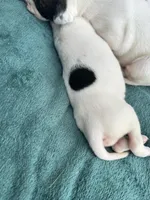 Farts Domino, a female English Bulldog and American Bulldog for sale in Boulder, CO – 4 of 8