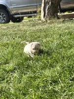 Iggy Pup, a male English Bulldog and American Bulldog for sale in Longmont, CO – 8 of 10