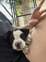Farts Domino, a female English Bulldog and American Bulldog for sale in Boulder, CO – 8 of 8