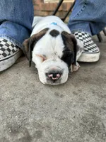 L L Drool J, a male English Bulldog and American Bulldog for sale in Boulder, CO – 6 of 7