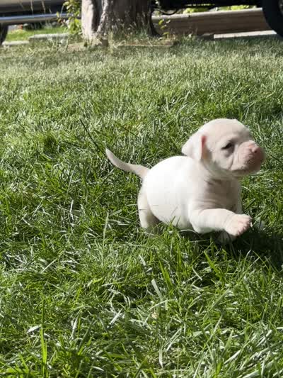 Iggy Pup, a male English Bulldog and American Bulldog for sale in Longmont, CO – 10 of 10