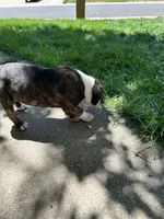 Fatboy Slim, a male English Bulldog for sale in Longmont, CO – 3 of 7