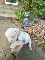 Iggy Pup, a male English Bulldog and American Bulldog for sale in Longmont, CO – 3 of 10