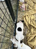 Farts Domino, a female English Bulldog and American Bulldog for sale in Boulder, CO – 5 of 8
