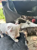 Iggy Pup, a male English Bulldog and American Bulldog for sale in Longmont, CO – 5 of 10