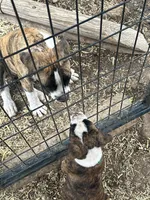 Fatboy Slim, a male English Bulldog and American Bulldog for sale in Boulder, CO – 9 of 9