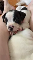 Farts Domino, a female English Bulldog and American Bulldog for sale in Boulder, CO – 2 of 8