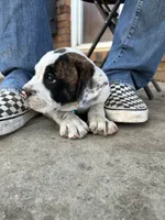 L L Drool J, a male English Bulldog and American Bulldog for sale in Boulder, CO – 7 of 7