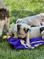 Dime-Wag Darrell, a male English Bulldog for sale in Longmont, CO – 5 of 7