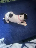 Farts Domino, a female English Bulldog and American Bulldog for sale in Boulder, CO – 7 of 8