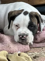 L L Drool J, a male English Bulldog and American Bulldog for sale in Boulder, CO – 5 of 6