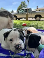 L L Drool J, a male English Bulldog and American Bulldog for sale in Boulder, CO – 2 of 6