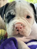Dime-Wag Darrell, a male English Bulldog for sale in Longmont, CO – 1 of 7