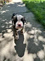 Fatboy Slim, a male English Bulldog for sale in Longmont, CO – 4 of 7