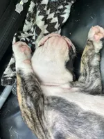 Fatboy Slim, a male English Bulldog for sale in Longmont, CO – 7 of 7