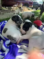Farts Domino, a female English Bulldog and American Bulldog for sale in Boulder, CO – 6 of 8