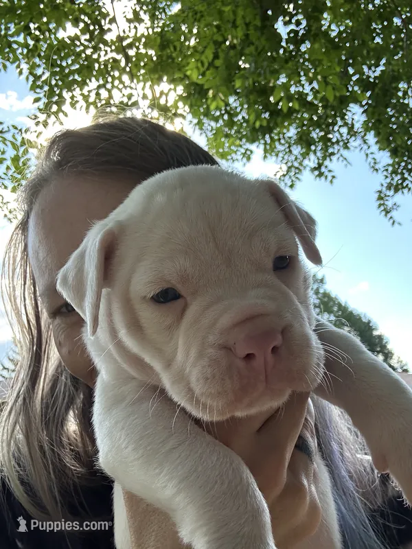 Iggy Pup – English Bulldog, American Bulldog puppy for sale in Longmont, CO