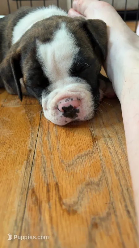 Fatboy Slim – English Bulldog puppy for sale in Longmont, CO
