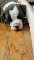 Fatboy Slim, a male English Bulldog for sale in Longmont, CO – 1 of 7