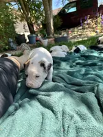 Dime-Wag Darrell, a male English Bulldog for sale in Longmont, CO – 4 of 7