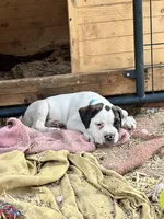 L L Drool J, a male English Bulldog and American Bulldog for sale in Boulder, CO – 6 of 6