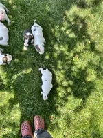 Dime-Wag Darrell, a male English Bulldog for sale in Longmont, CO – 7 of 7