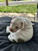 Iggy Pup, a male English Bulldog and American Bulldog for sale in Longmont, CO – 4 of 10