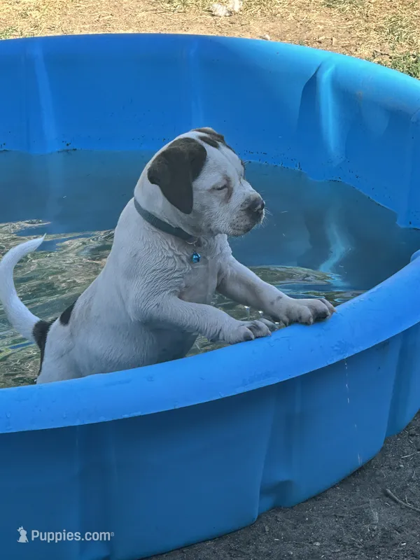 L L Drool J – English Bulldog, American Bulldog puppy for sale in Boulder, CO