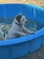 L L Drool J, a male English Bulldog and American Bulldog for sale in Boulder, CO – 1 of 7