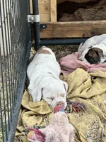 Iggy Pup, a male English Bulldog and American Bulldog for sale in Boulder, CO – 9 of 9