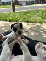 Farts Domino, a female English Bulldog and American Bulldog for sale in Boulder, CO – 3 of 8
