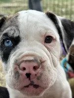 Dime-Wag Darrell, a male English Bulldog and American Bulldog for sale in Longmont, CO – 9 of 9