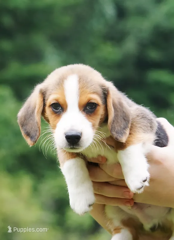Zap – Pembroke Welsh Corgi, Beagle puppy for sale in Metamora, IN