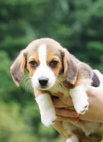 Zap, a male Pembroke Welsh Corgi and Beagle for sale in Metamora, IN – 1 of 1