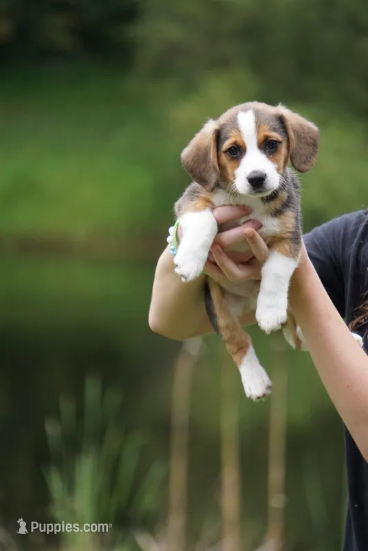 Lola – Pembroke Welsh Corgi, Beagle puppy for sale in Metamora, IN