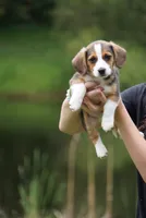 Lola, a female Pembroke Welsh Corgi and Beagle for sale in Metamora, IN – 1 of 1
