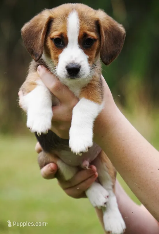 Chevy – Pembroke Welsh Corgi, Beagle puppy for sale in Metamora, IN