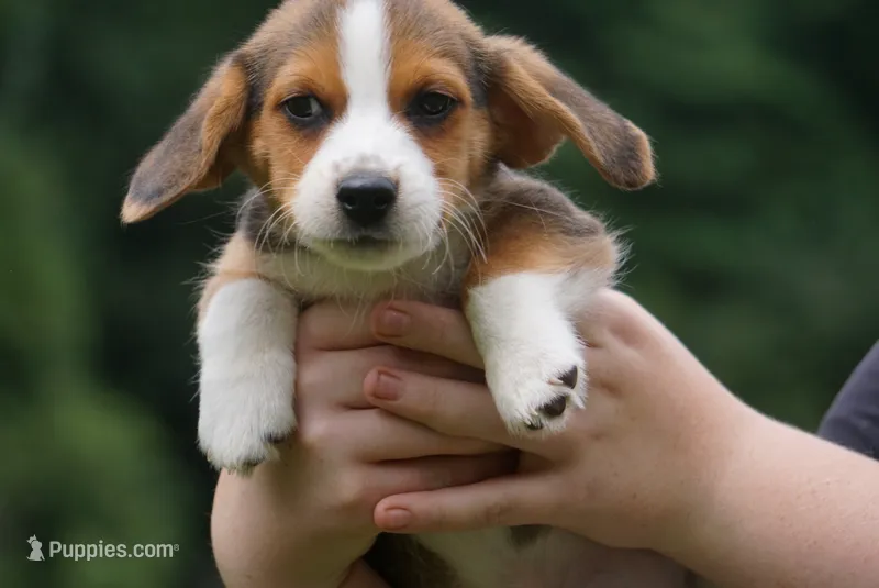 Penny – Pembroke Welsh Corgi, Beagle puppy for sale in Metamora, IN