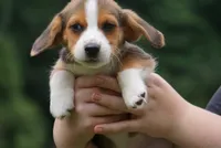Penny, a female Pembroke Welsh Corgi and Beagle for sale in Metamora, IN – 1 of 1