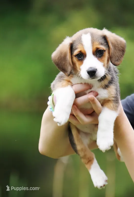 Ranger – Pembroke Welsh Corgi, Beagle puppy for sale in Metamora, IN