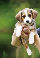 Ranger, a female Pembroke Welsh Corgi and Beagle for sale in Metamora, IN – 1 of 1