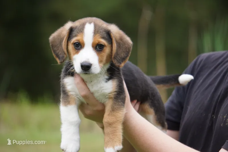 Winchester – Pembroke Welsh Corgi, Beagle puppy for sale in Metamora, IN